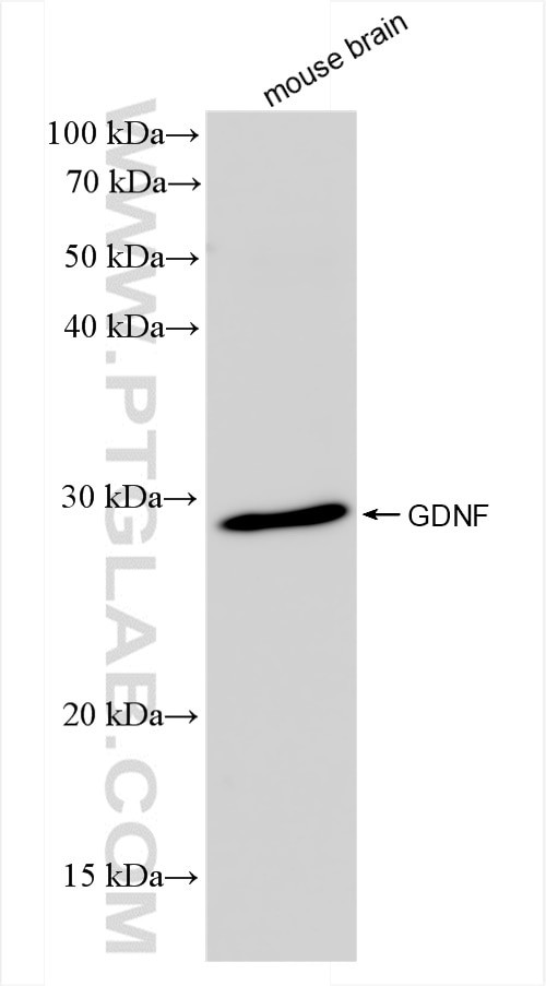 GDNF Antibody in Western Blot (WB)