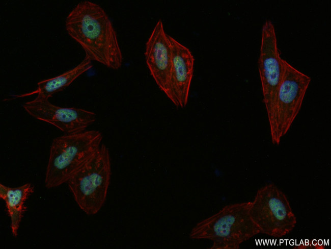 NRF1/nuclear respiratory factor 1 Antibody in Immunocytochemistry (ICC/IF)