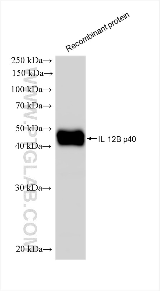 IL-12 p70 Antibody in Western Blot (WB)