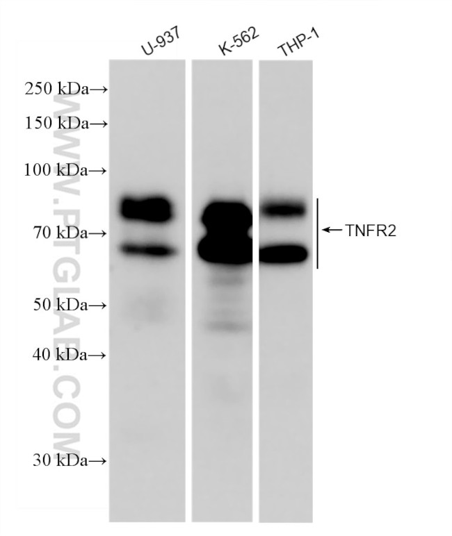 TNFR2 Antibody in Western Blot (WB)