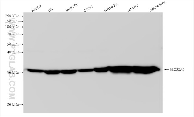 SLC25A5 Antibody in Western Blot (WB)