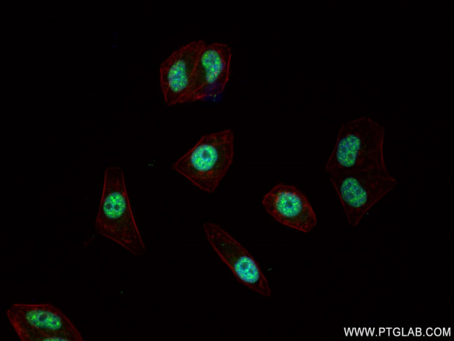 INO80 Antibody in Immunocytochemistry (ICC/IF)