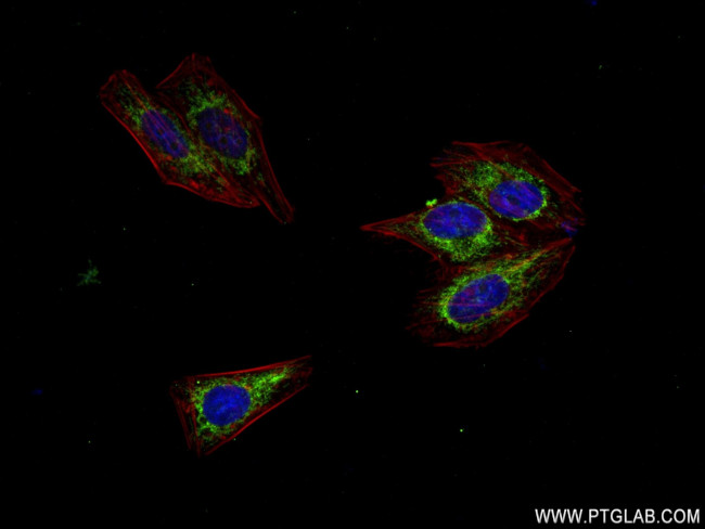 MTCO2 Antibody in Immunocytochemistry (ICC/IF)