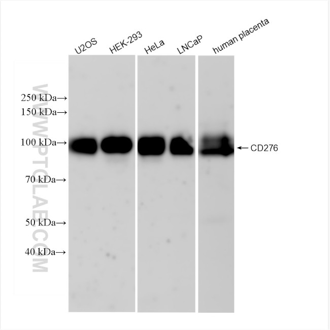 B7-H3/CD276 Antibody in Western Blot (WB)