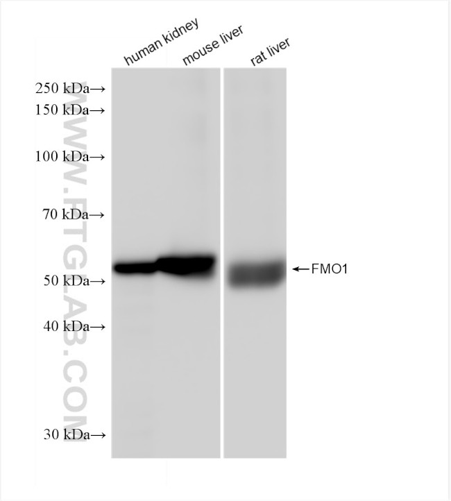 FMO1 Antibody in Western Blot (WB)