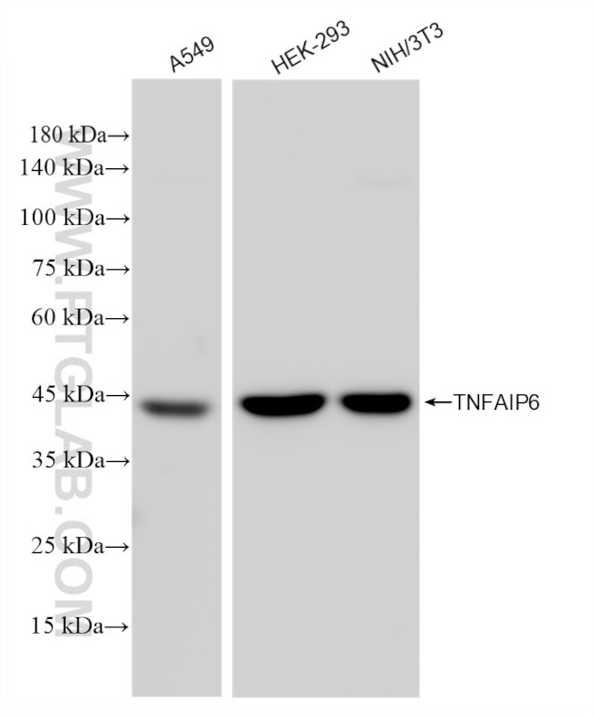 TSG-6 Antibody in Western Blot (WB)