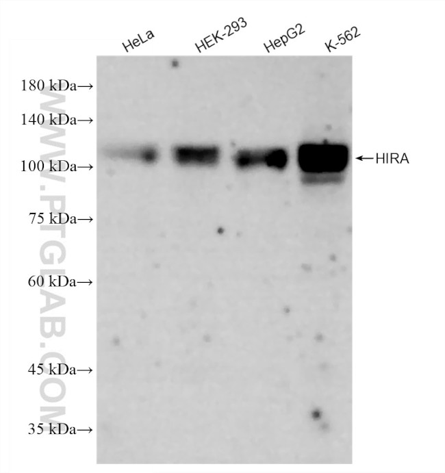 HIRA Antibody in Western Blot (WB)