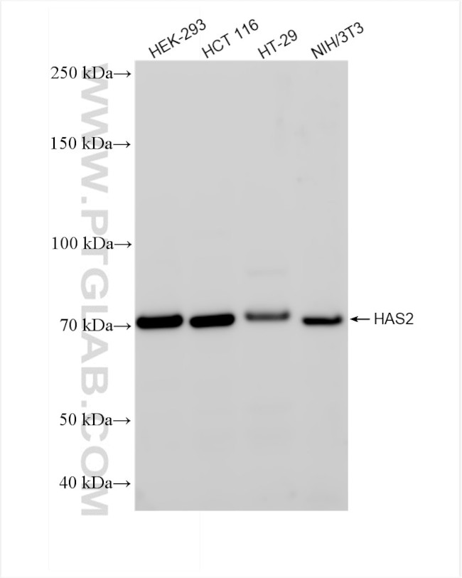HAS2 Antibody in Western Blot (WB)