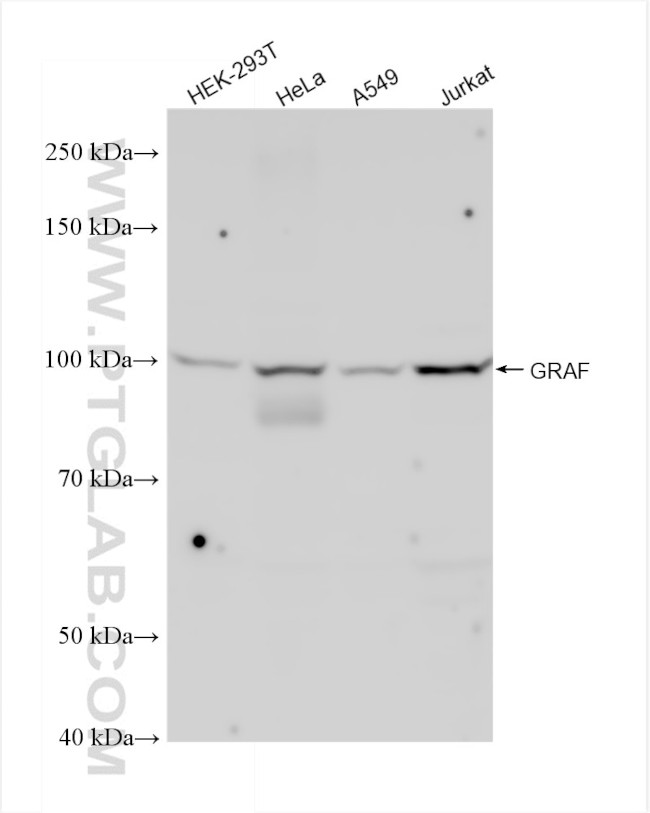 GRAF Antibody in Western Blot (WB)