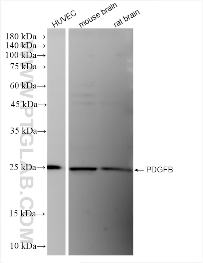 PDGFB Antibody in Western Blot (WB)