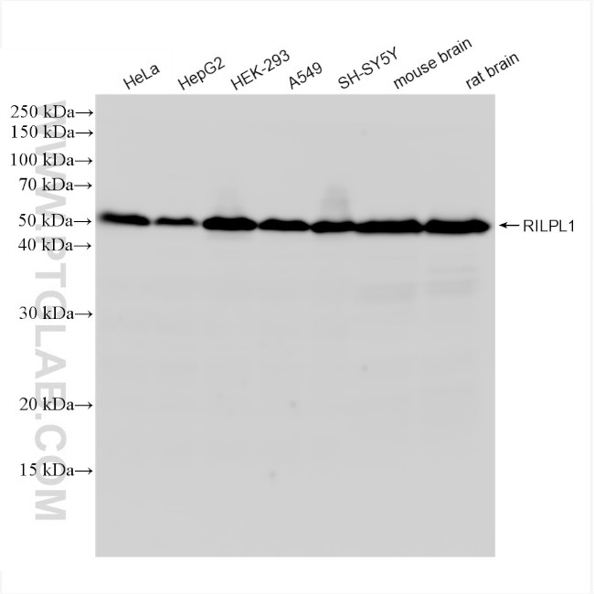 RILPL1 Antibody in Western Blot (WB)