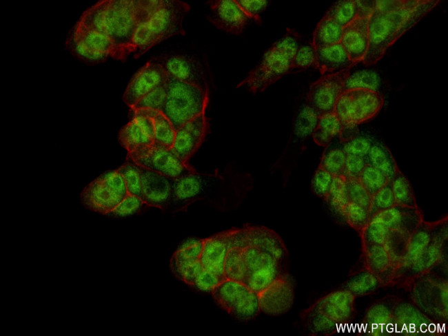 MKNK2 Antibody in Immunocytochemistry (ICC/IF)