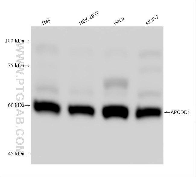 APCDD1 Antibody in Western Blot (WB)
