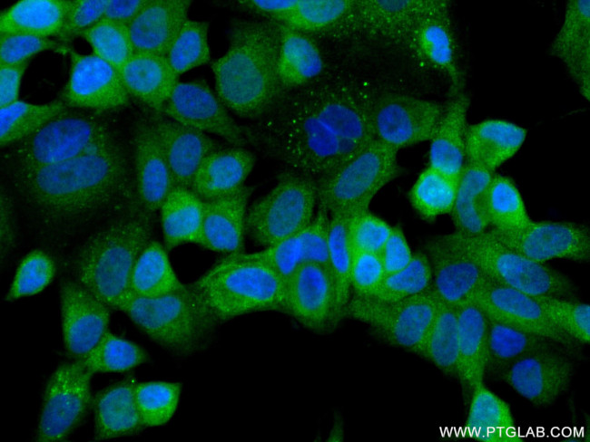 NRG1, isoform Alpha Antibody in Immunocytochemistry (ICC/IF)