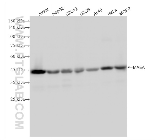 MAEA Antibody in Western Blot (WB)