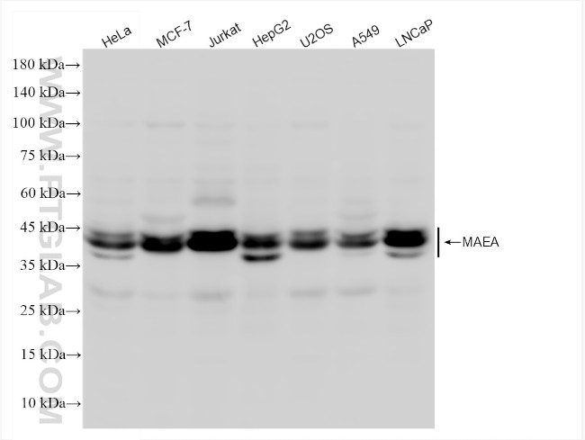 MAEA Antibody in Western Blot (WB)