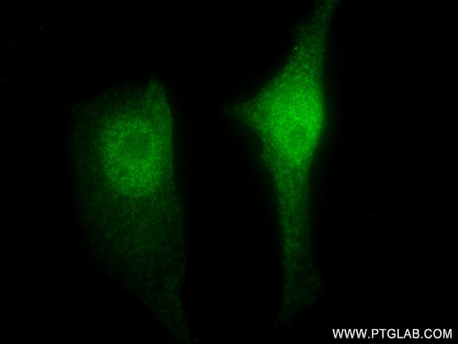 MAEA Antibody in Immunocytochemistry (ICC/IF)