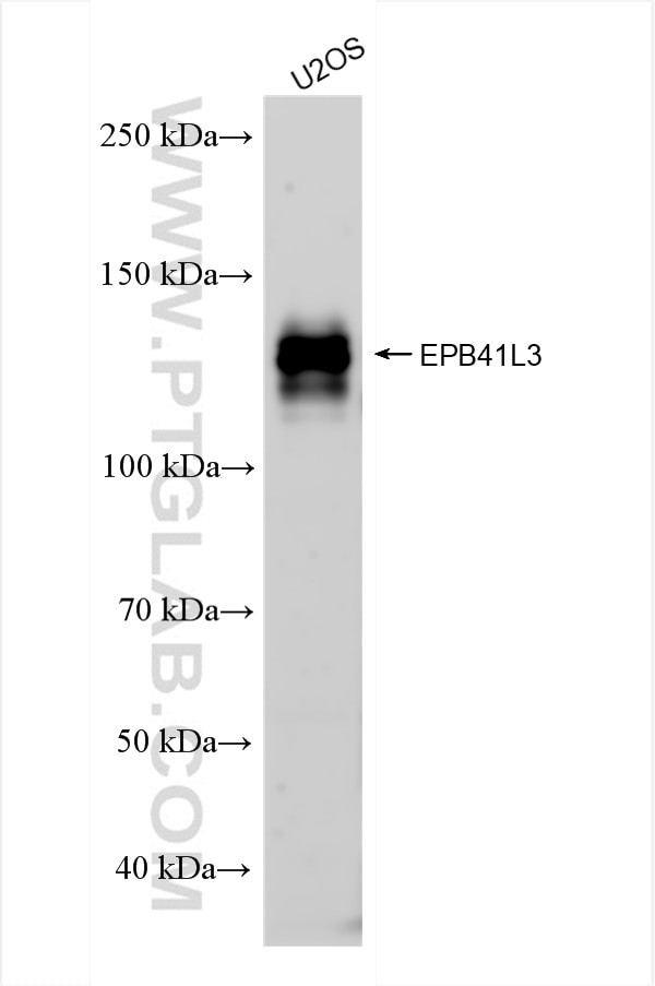 EPB41L3 Antibody in Western Blot (WB)