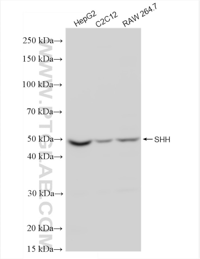 Shh Antibody in Western Blot (WB)