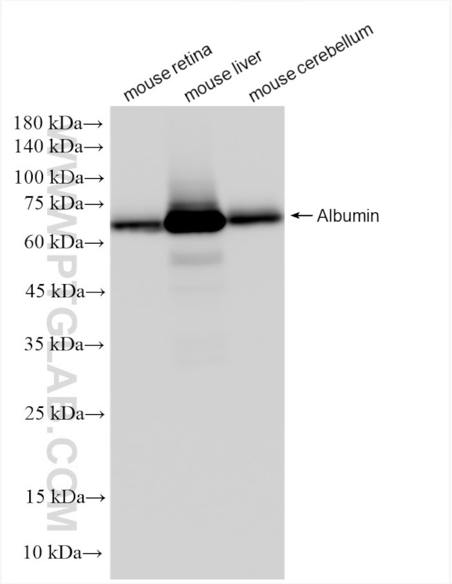 Albumin Antibody in Western Blot (WB)