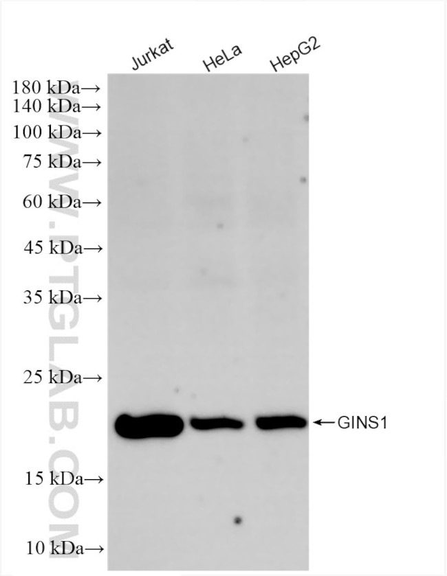GINS1 Antibody in Western Blot (WB)
