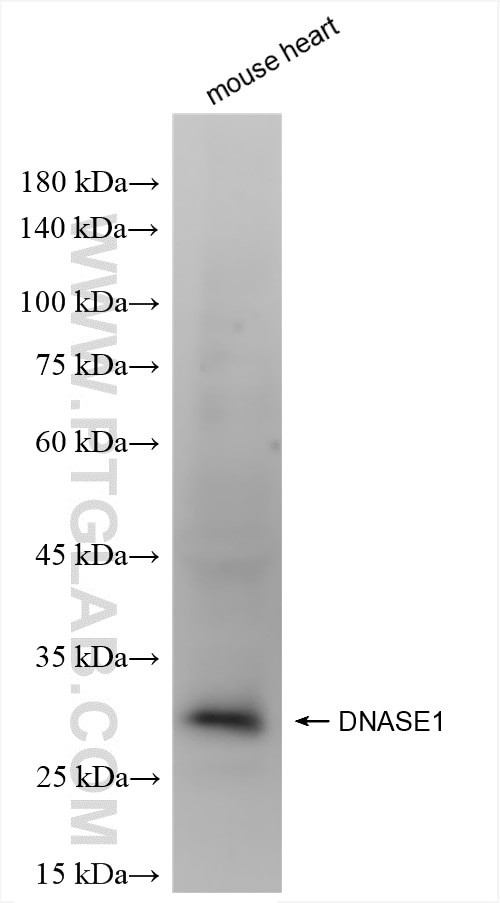DNase I Antibody in Western Blot (WB)