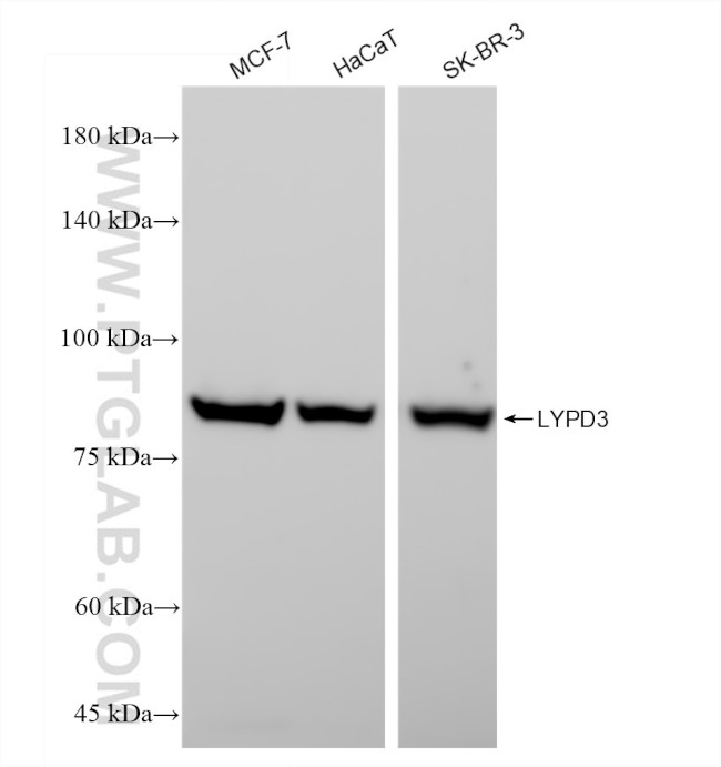 LYPD3 Antibody in Western Blot (WB)