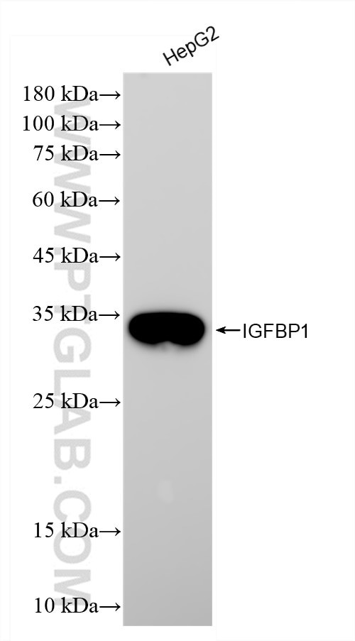 IGFBP1 Antibody in Western Blot (WB)
