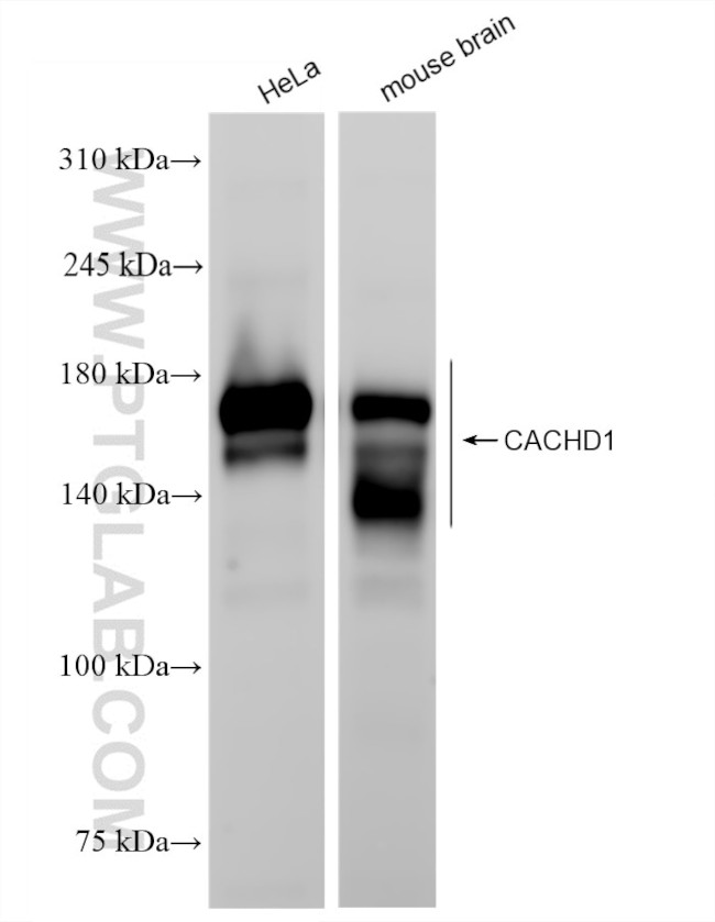CACHD1 Antibody in Western Blot (WB)