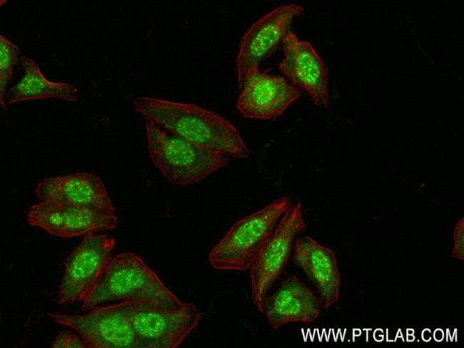 AHR Antibody in Immunocytochemistry (ICC/IF)
