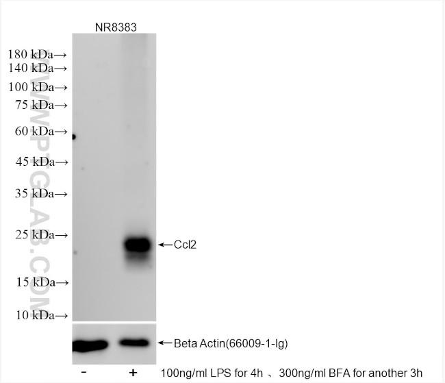 MCP-1 Antibody in Western Blot (WB)