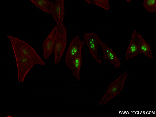 Nucleolin/C23 Antibody in Immunocytochemistry (ICC/IF)