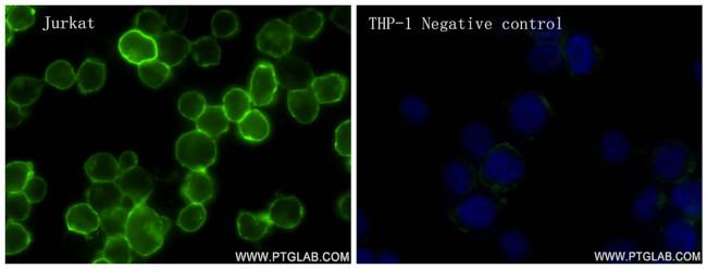 CD28 Antibody in Immunocytochemistry (ICC/IF)