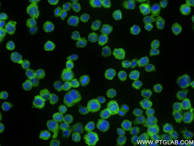NLRC5 Antibody in Immunocytochemistry (ICC/IF)