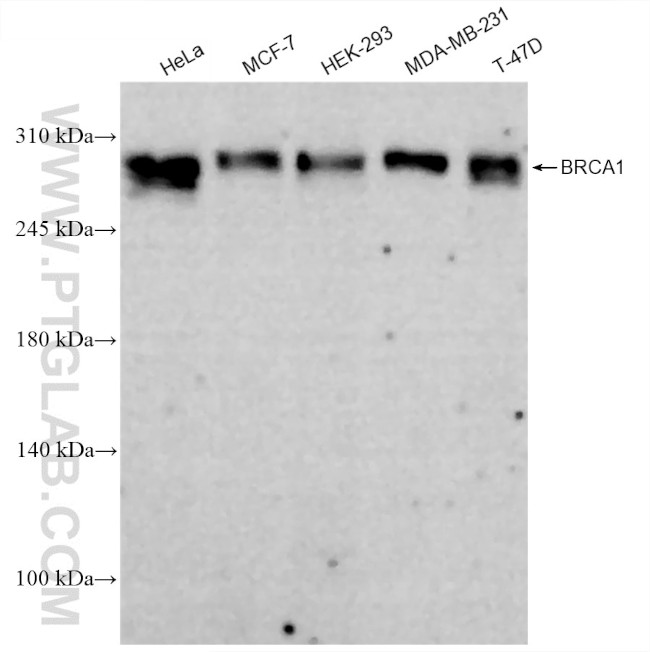 BRCA1 Antibody in Western Blot (WB)