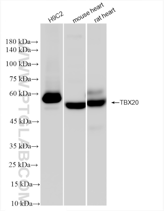 TBX20 Antibody in Western Blot (WB)