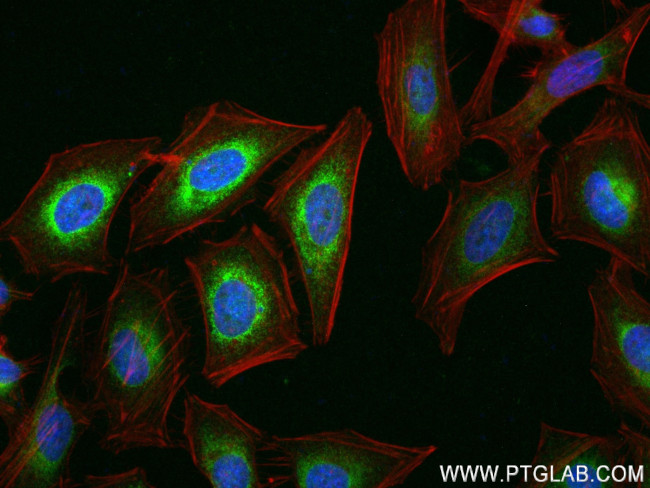 PTDSS1 Antibody in Immunocytochemistry (ICC/IF)