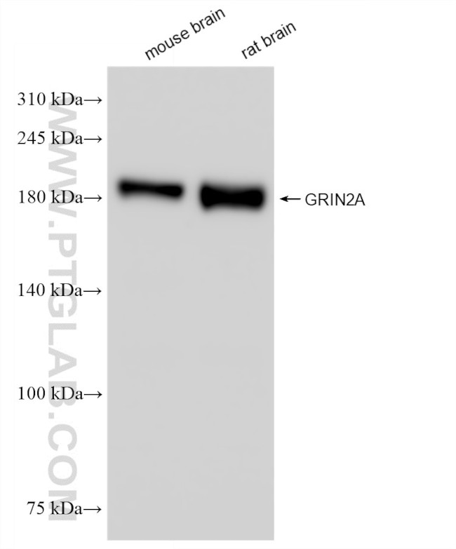 NMDAR2A/GRIN2A Antibody in Western Blot (WB)