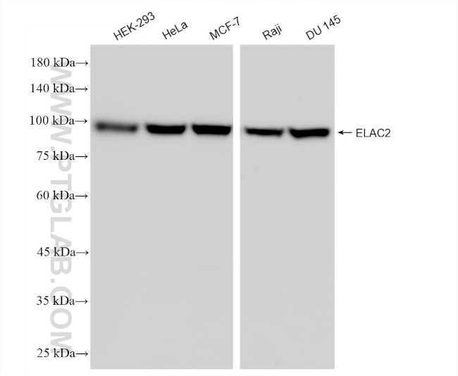 ELAC2 Antibody in Western Blot (WB)