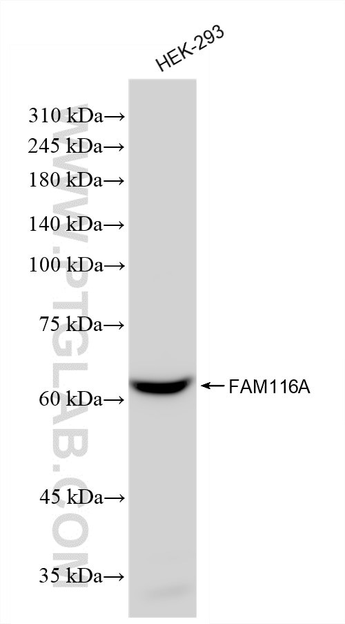 FAM116A Antibody in Western Blot (WB)