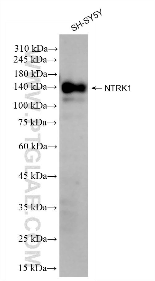 NTRK1 Antibody in Western Blot (WB)