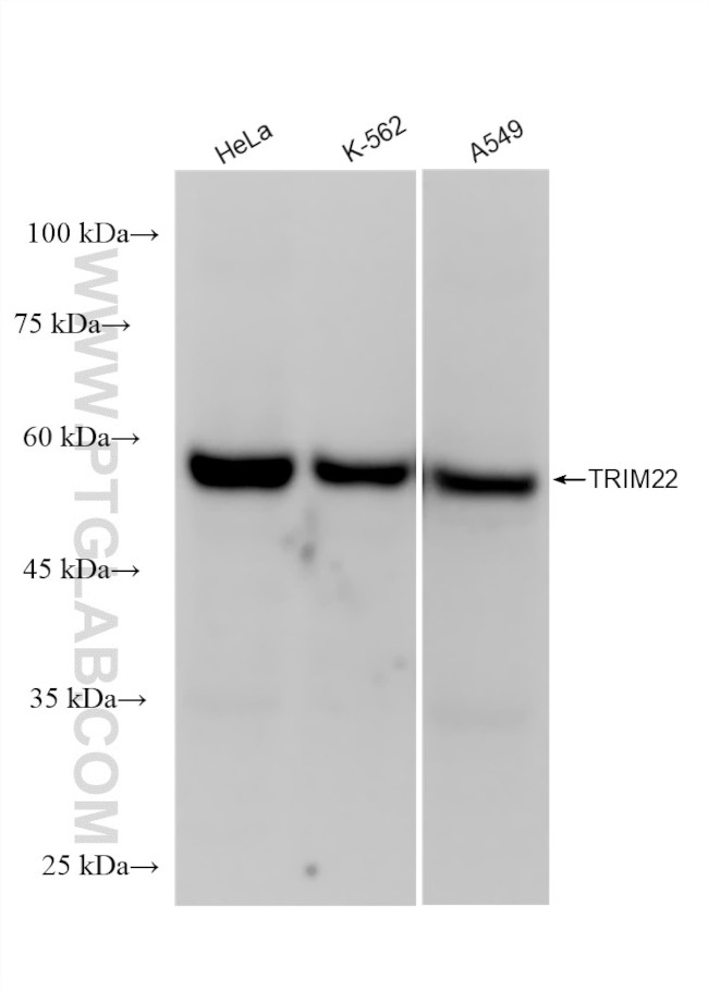 TRIM22 Antibody in Western Blot (WB)