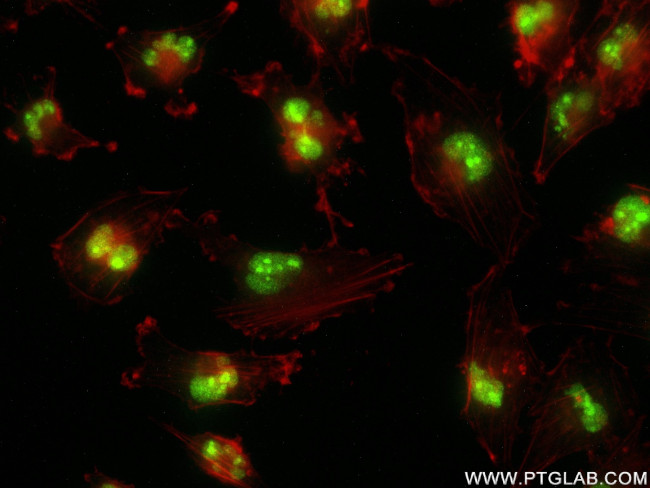 RPP30 Antibody in Immunocytochemistry (ICC/IF)