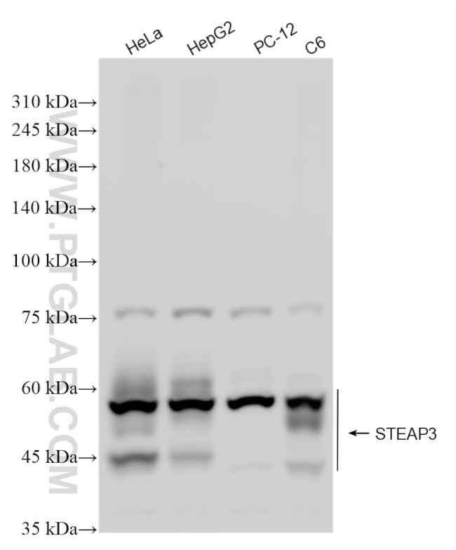 STEAP3 Antibody in Western Blot (WB)