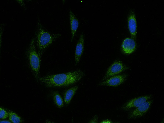 HTRA2 Antibody in Immunocytochemistry (ICC/IF)