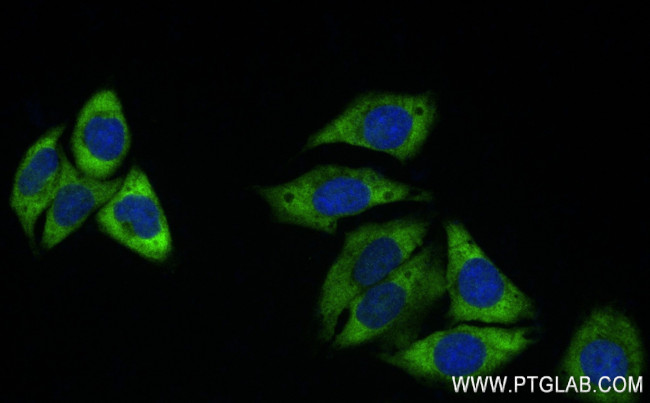 LAMR1, RPSA Antibody in Immunocytochemistry (ICC/IF)
