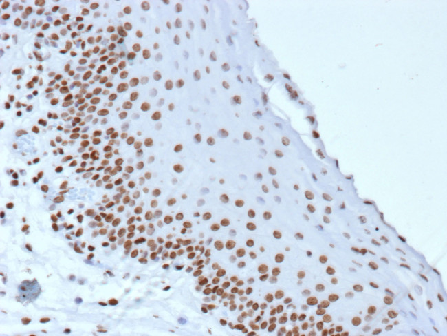 Phospho-Histone H3 (Ser10) Antibody in Immunohistochemistry (Paraffin) (IHC (P))