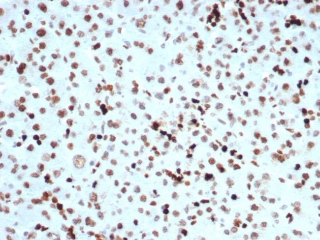 Phospho-Histone H3 (Ser10) Antibody in Immunohistochemistry (Paraffin) (IHC (P))