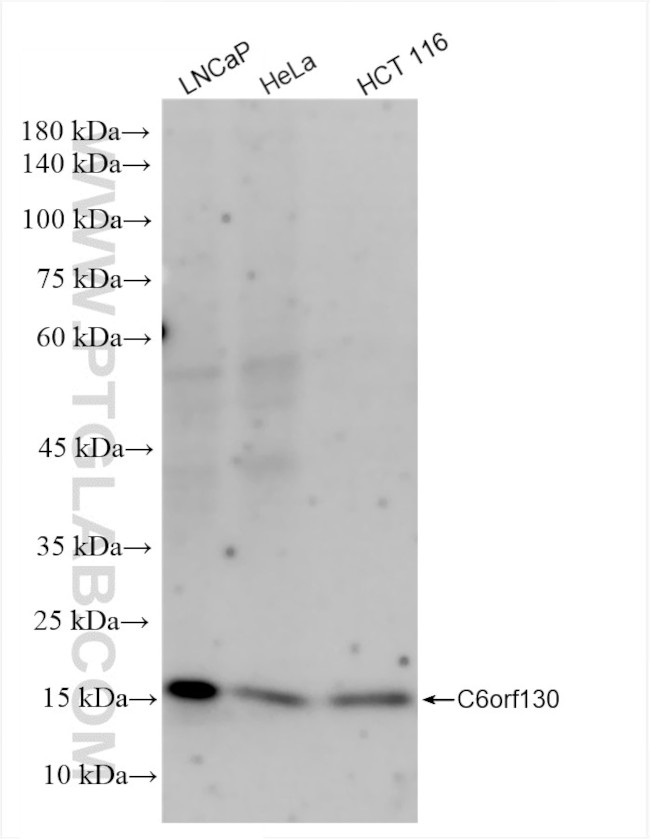 C6orf130 Antibody in Western Blot (WB)