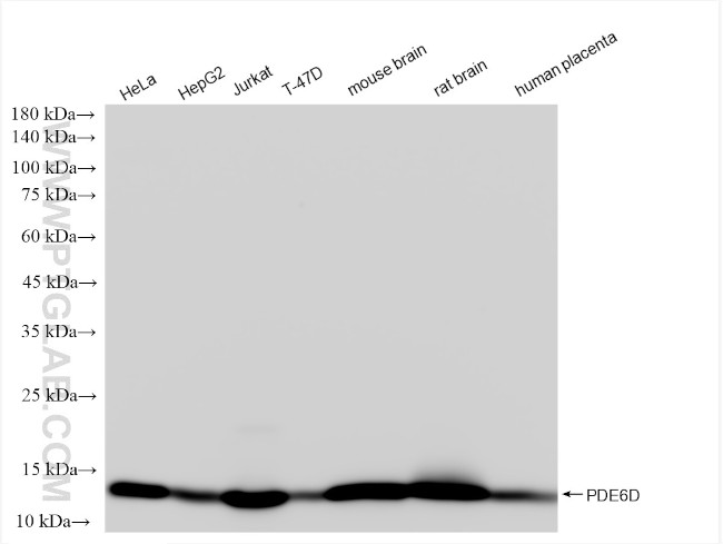 PDE6D Antibody in Western Blot (WB)